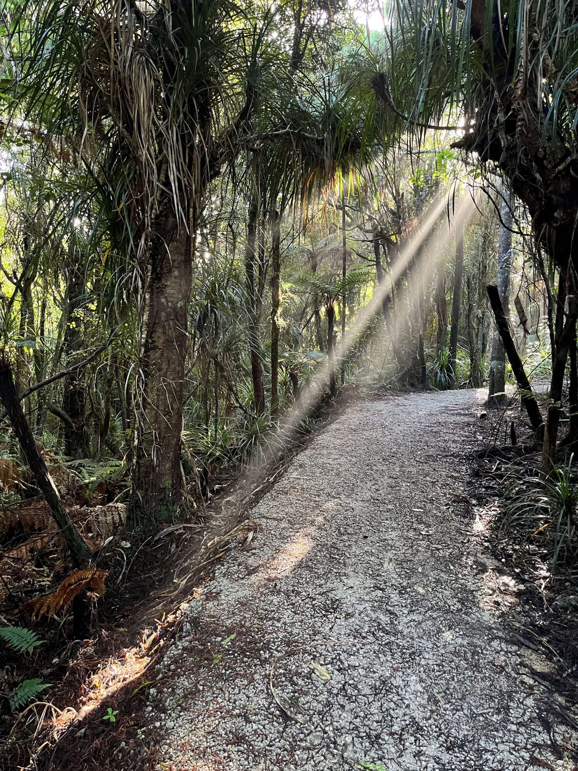 The Kawatiri Coastal Trail near Cape Foulwind