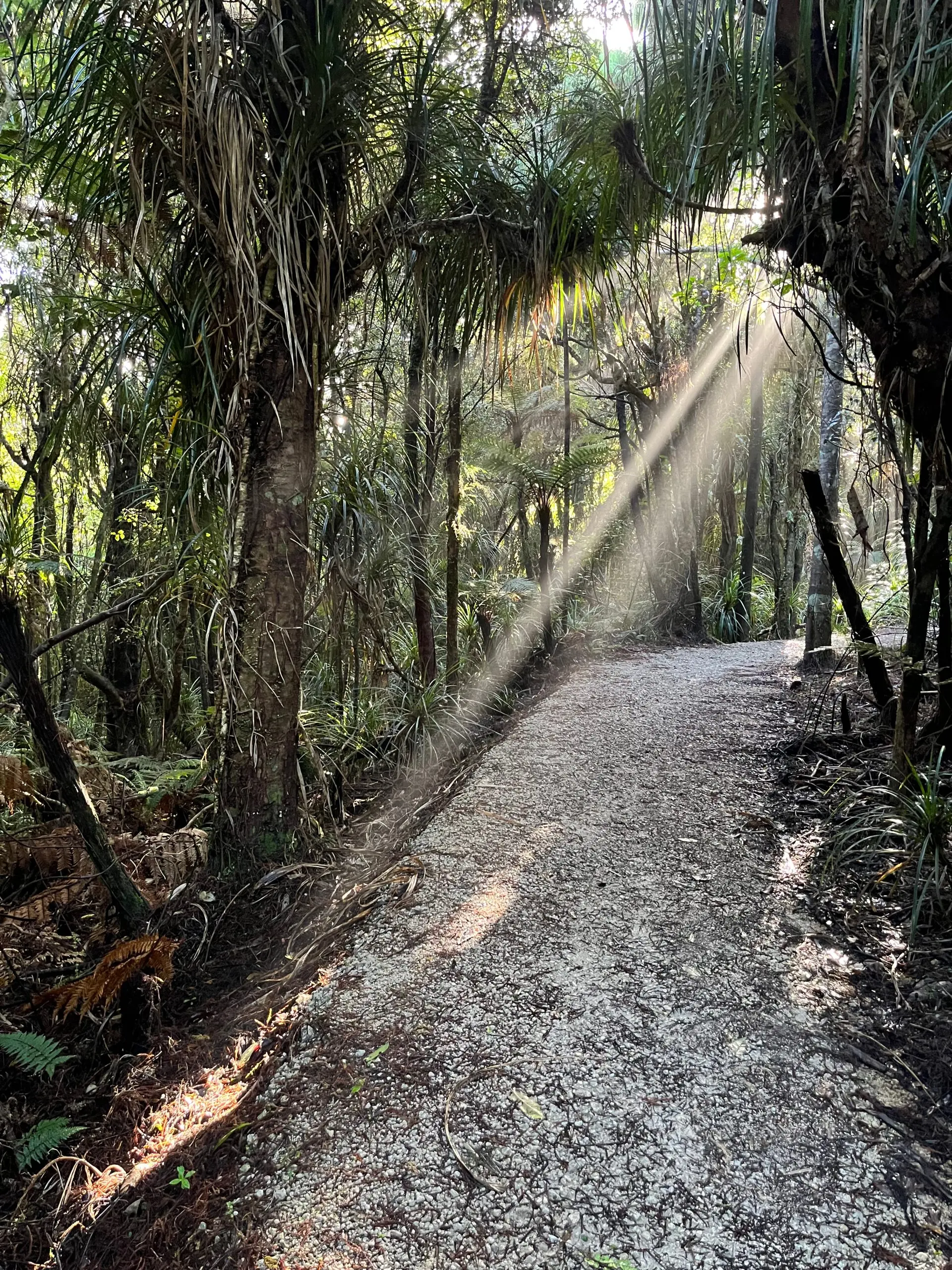 Kawatiri Coastal Trail