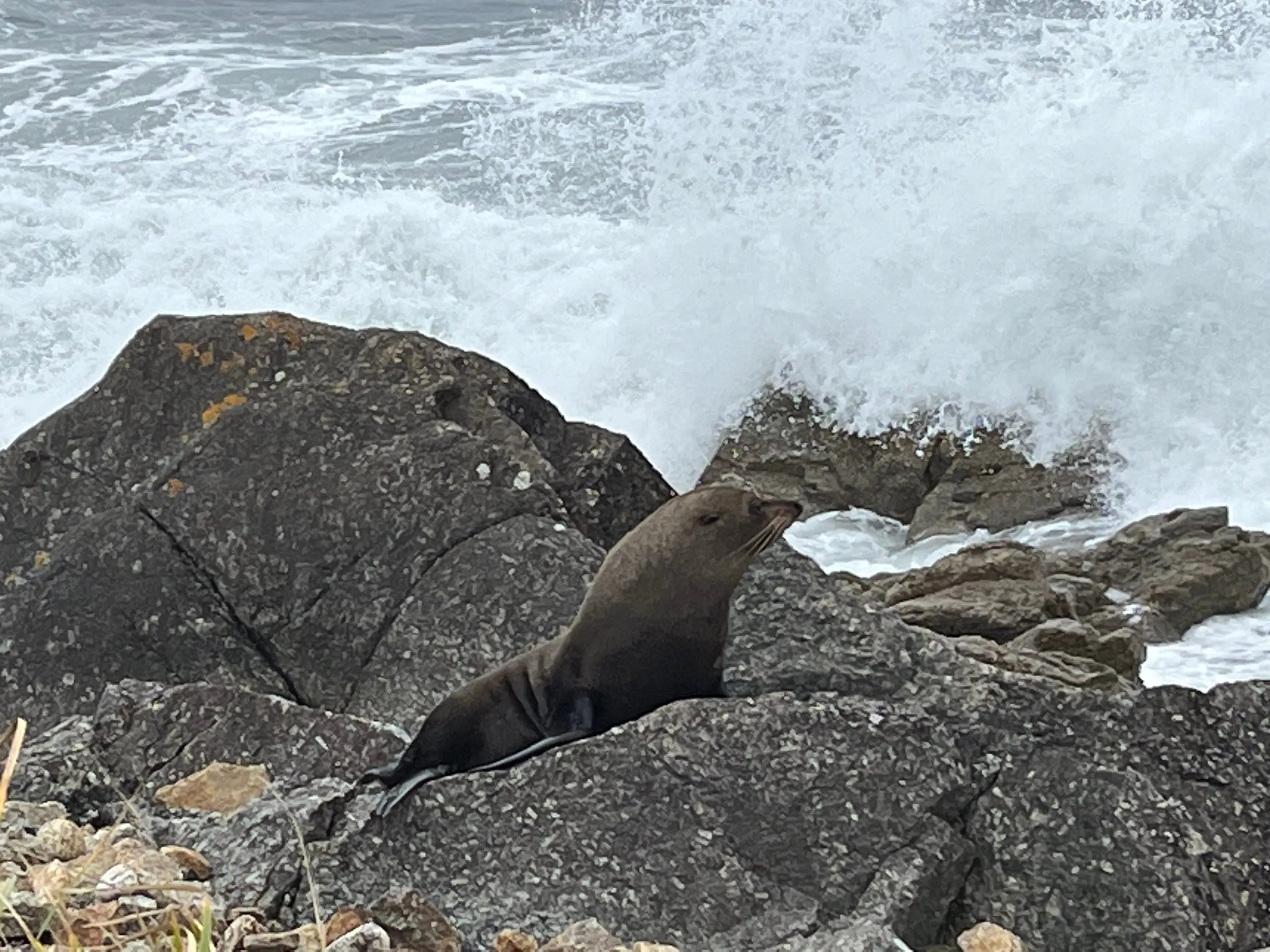 Cape Foulwind Lighthouse and Seal Colony Walk