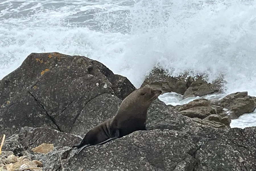 Lighthouse and Seal Colony Walk