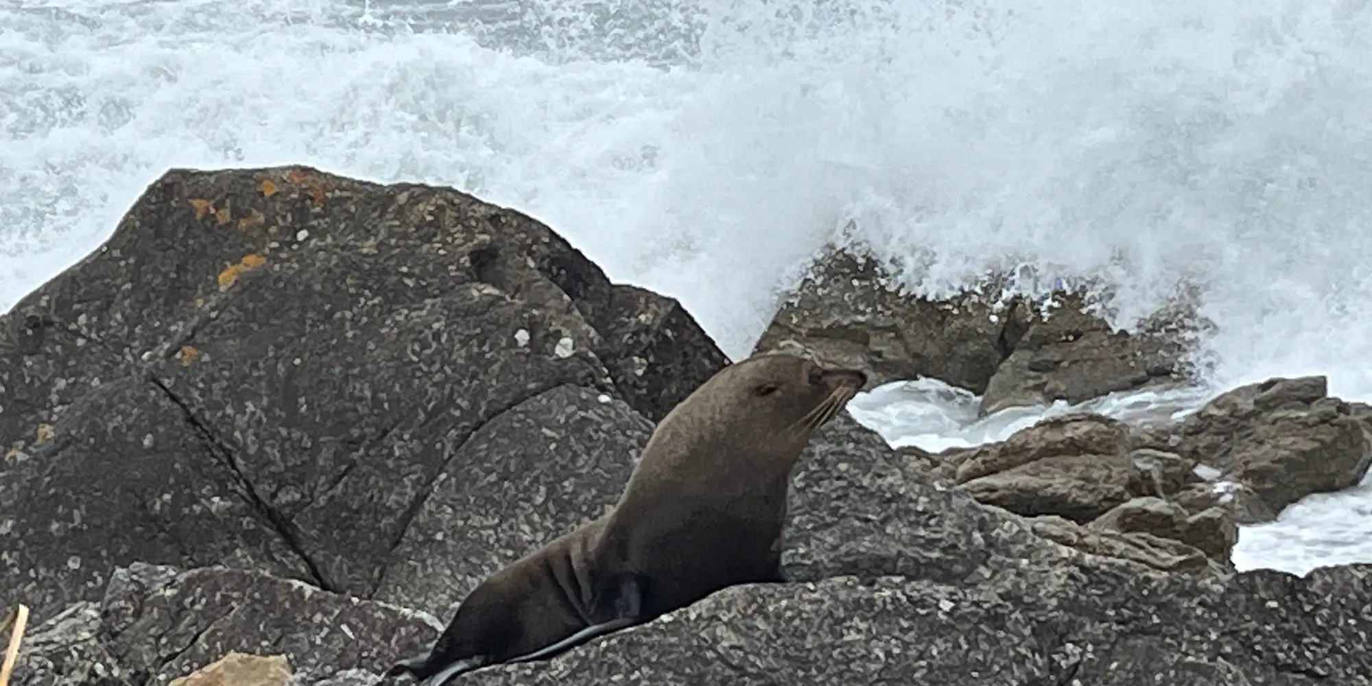 Lighthouse and Seal Colony Walk